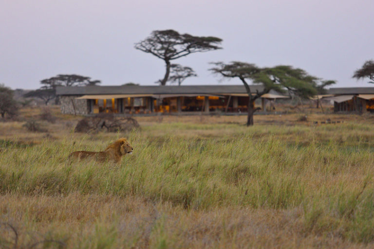 Namiri Plains Male Lion in Camp