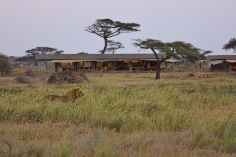 Namiri-Plains-Lion-with-Main-Area