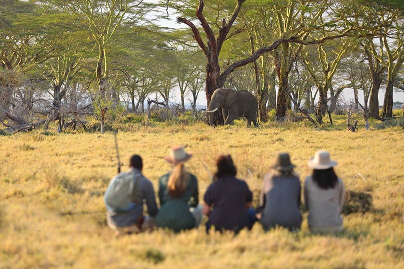 Namiri-Plains-Walking-with-Elephant