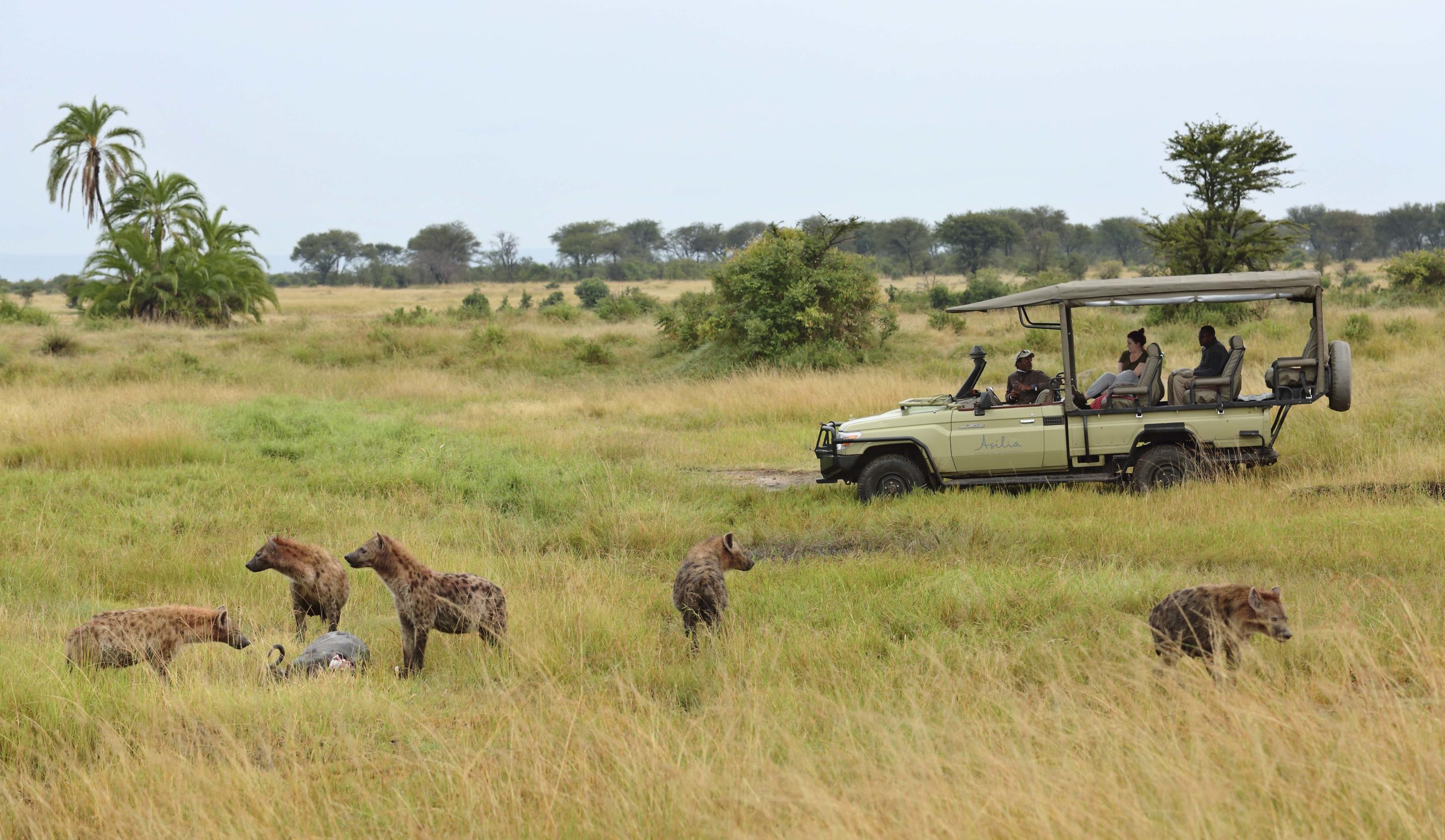 Sayari-Game-drive-with-Hyena-viewing