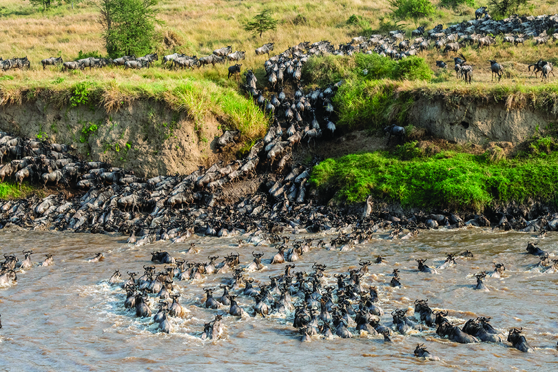 Sayari-The-Great-Migration-river-crossing