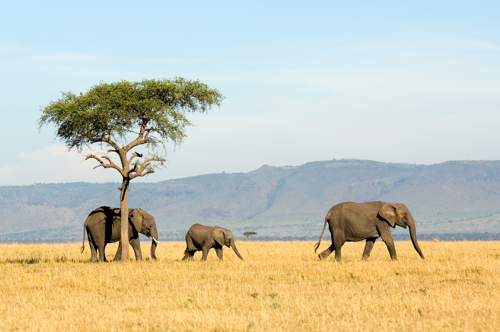 Sayari-camp-elephants