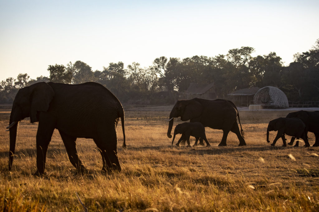 Elephant at Jao Camp