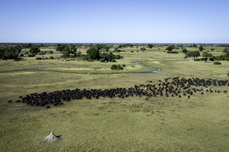 Buffalo at Qorokwe Camp