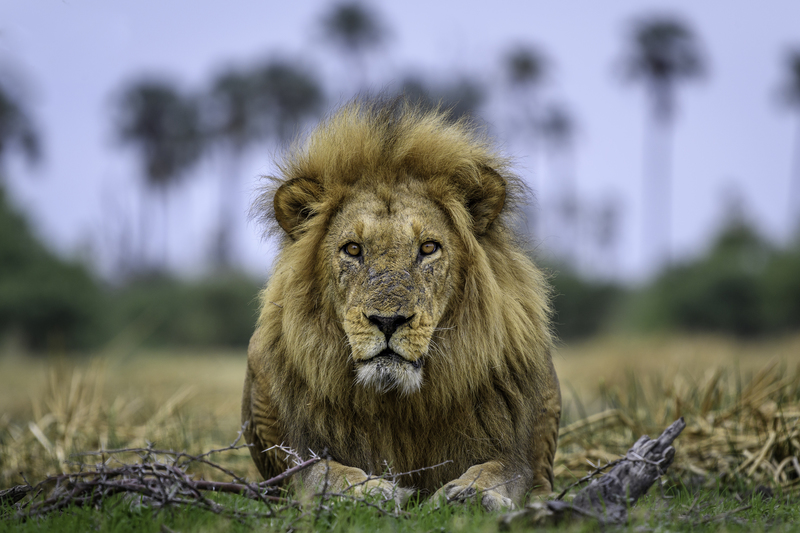 Lion at Qorokwe Camp