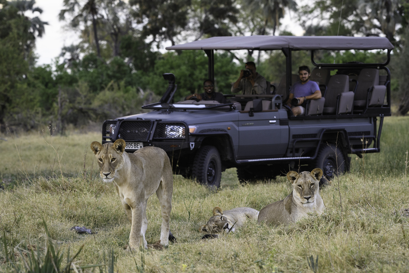 Qorokwe Camp Game Drive