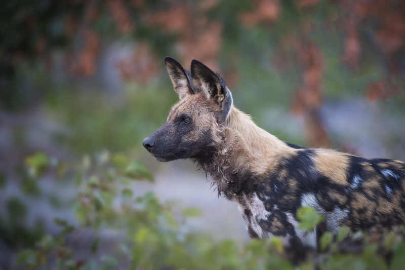 Wild Dog at Qorokwe Camp